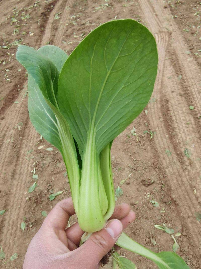 优丰绿美青梗菜种子耐热耐湿抗病耐雨水抗逆性强亮绿束腰