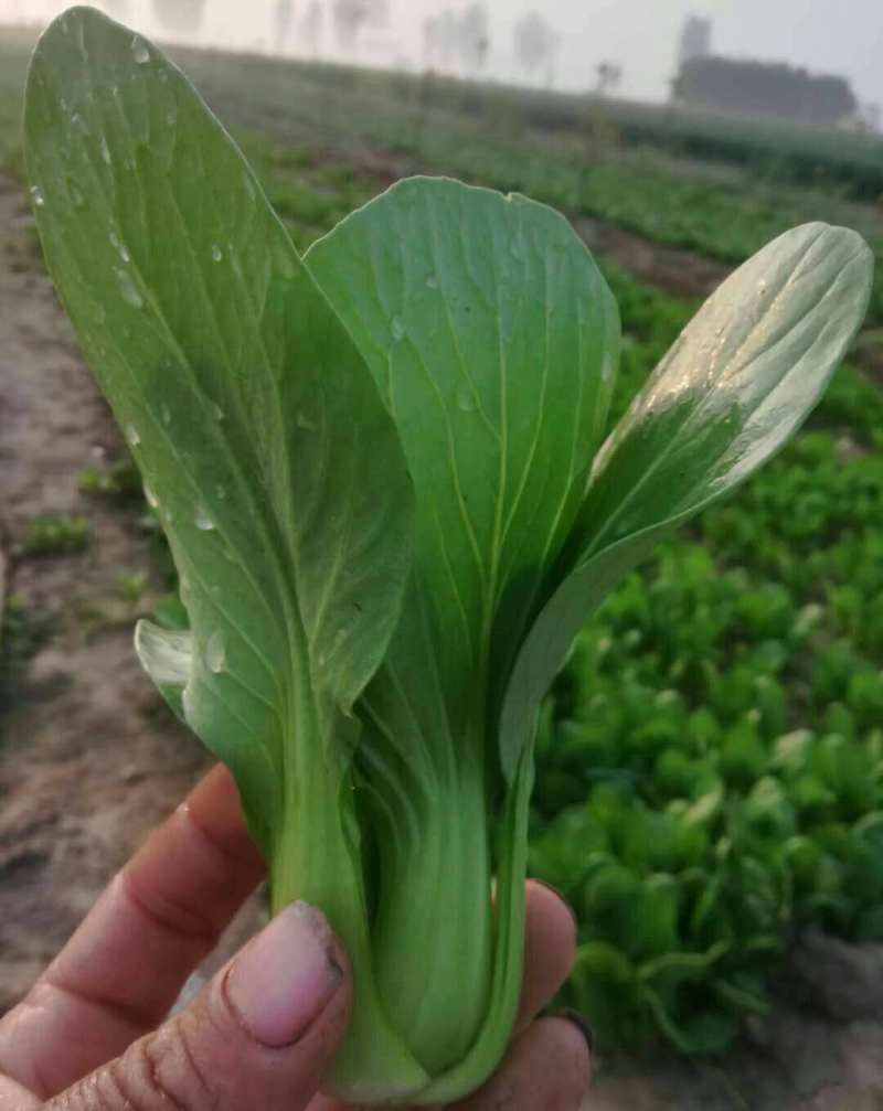 超耐热奶油青鸟青梗菜种子叶色绿油亮高温不拔节小青菜