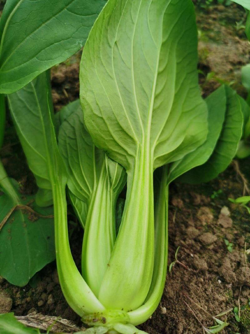 超耐热奶油青鸟青梗菜种子叶色绿油亮高温不拔节小青菜