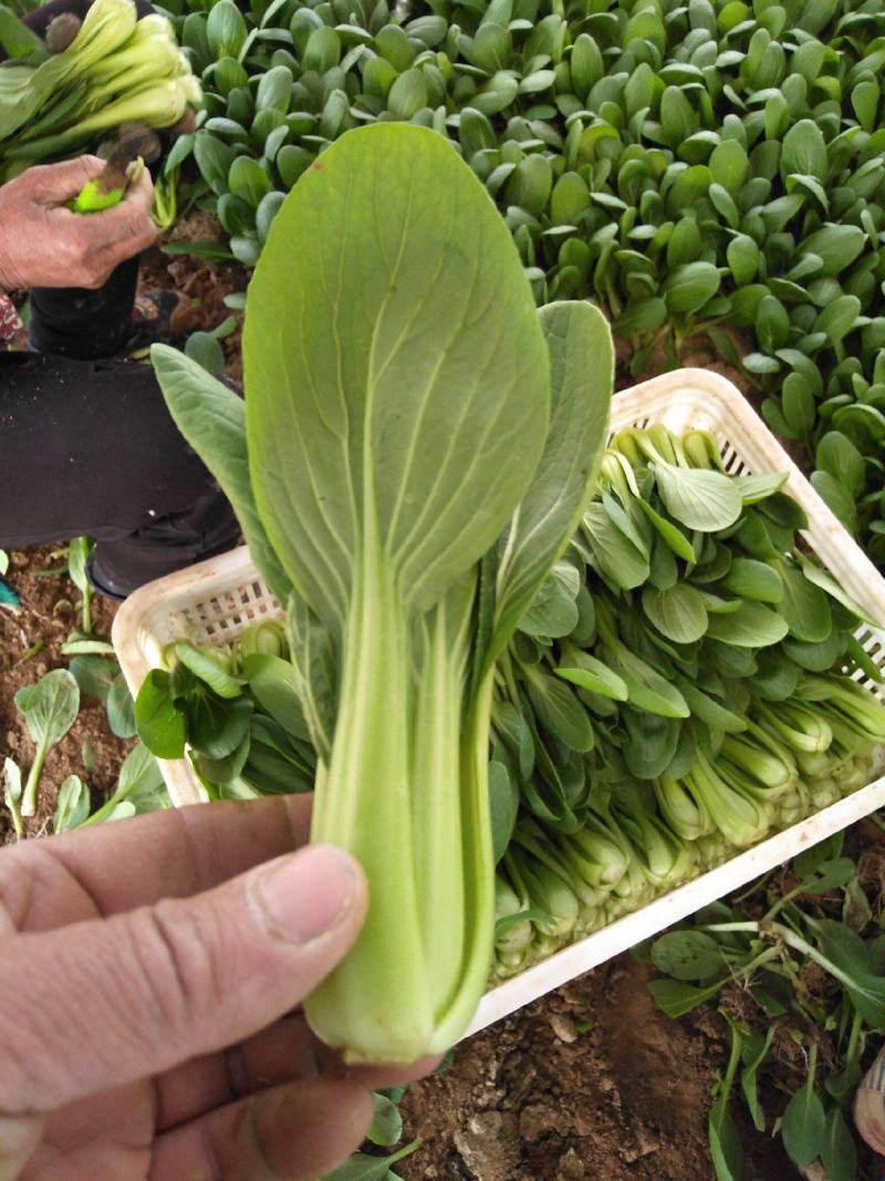 超耐热奶油青鸟青梗菜种子叶色绿油亮高温不拔节小青菜