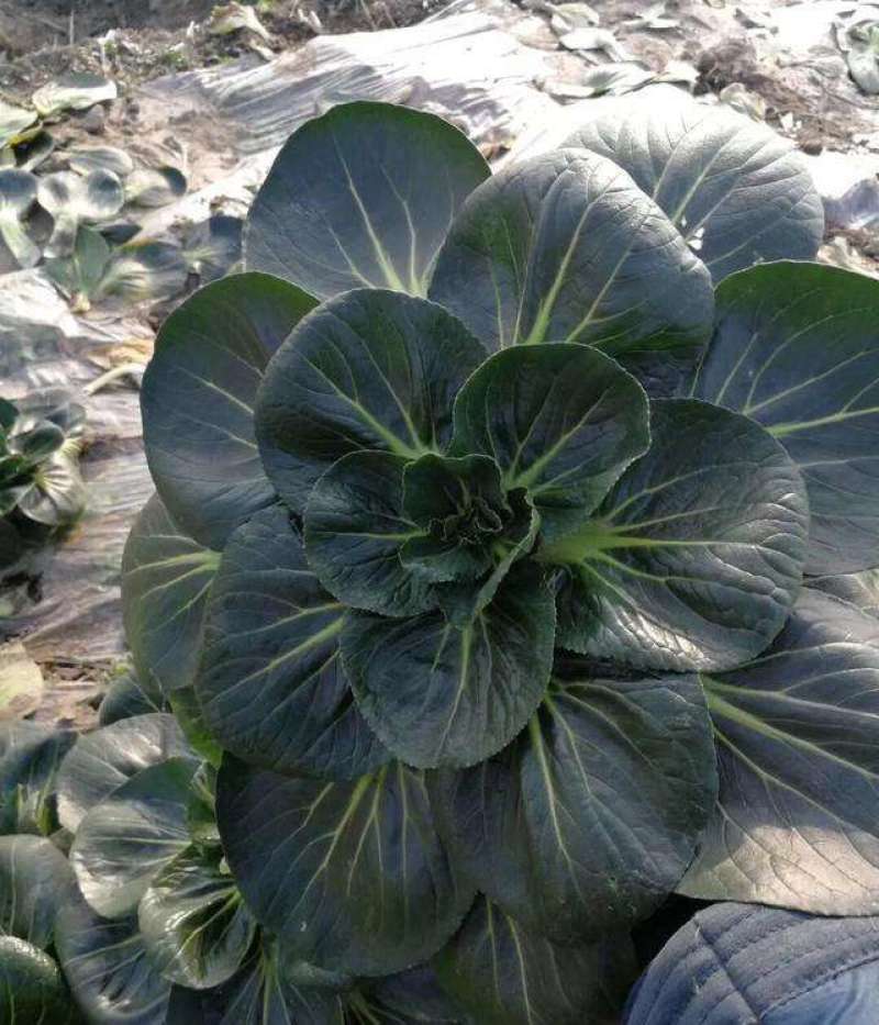 晓富墨玉青菜种子苏州青矮脚青梗甜脆黑心乌农家阳台四季蔬菜