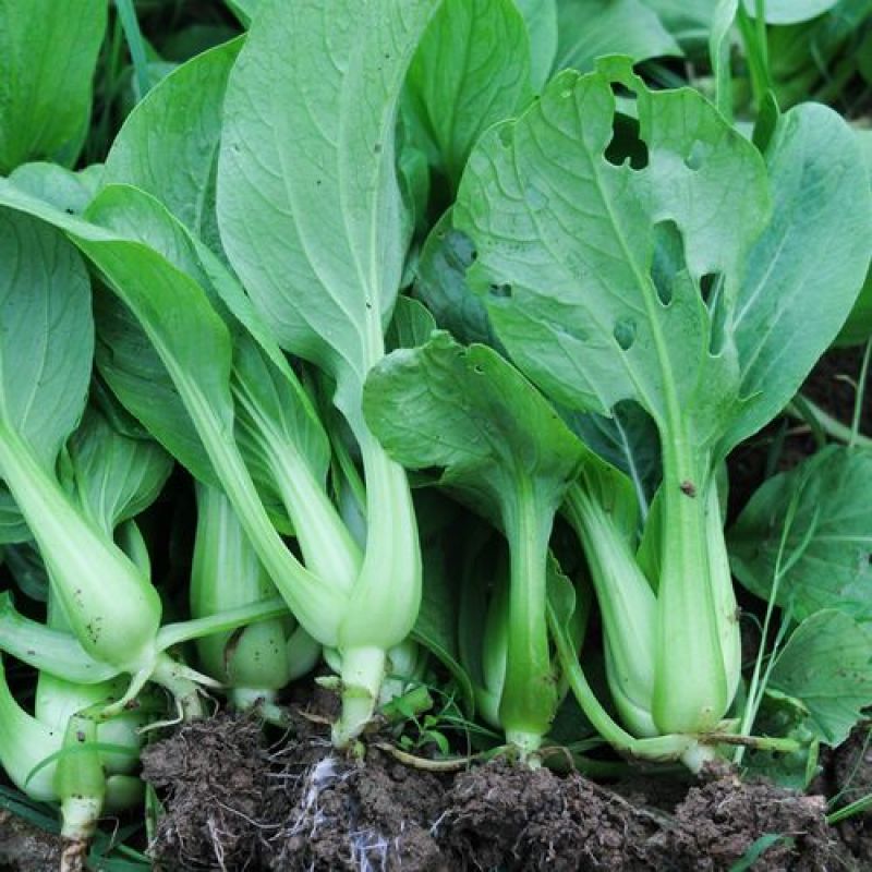 德高华尔兹圆宝青梗菜种子优质丰产耐高温油亮青菜籽耐热蔬菜