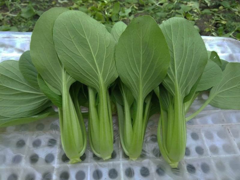德高华尔兹圆宝青梗菜种子优质丰产耐高温油亮青菜籽耐热蔬菜