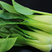 德高华尔兹圆宝青梗菜种子优质丰产耐高温油亮青菜籽耐热蔬菜