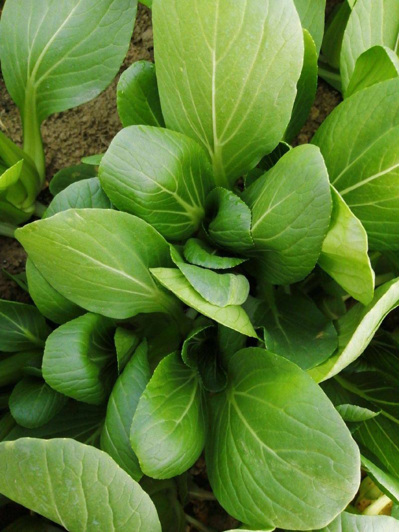 德高华尔兹圆宝青梗菜种子优质丰产耐高温油亮青菜籽耐热蔬菜
