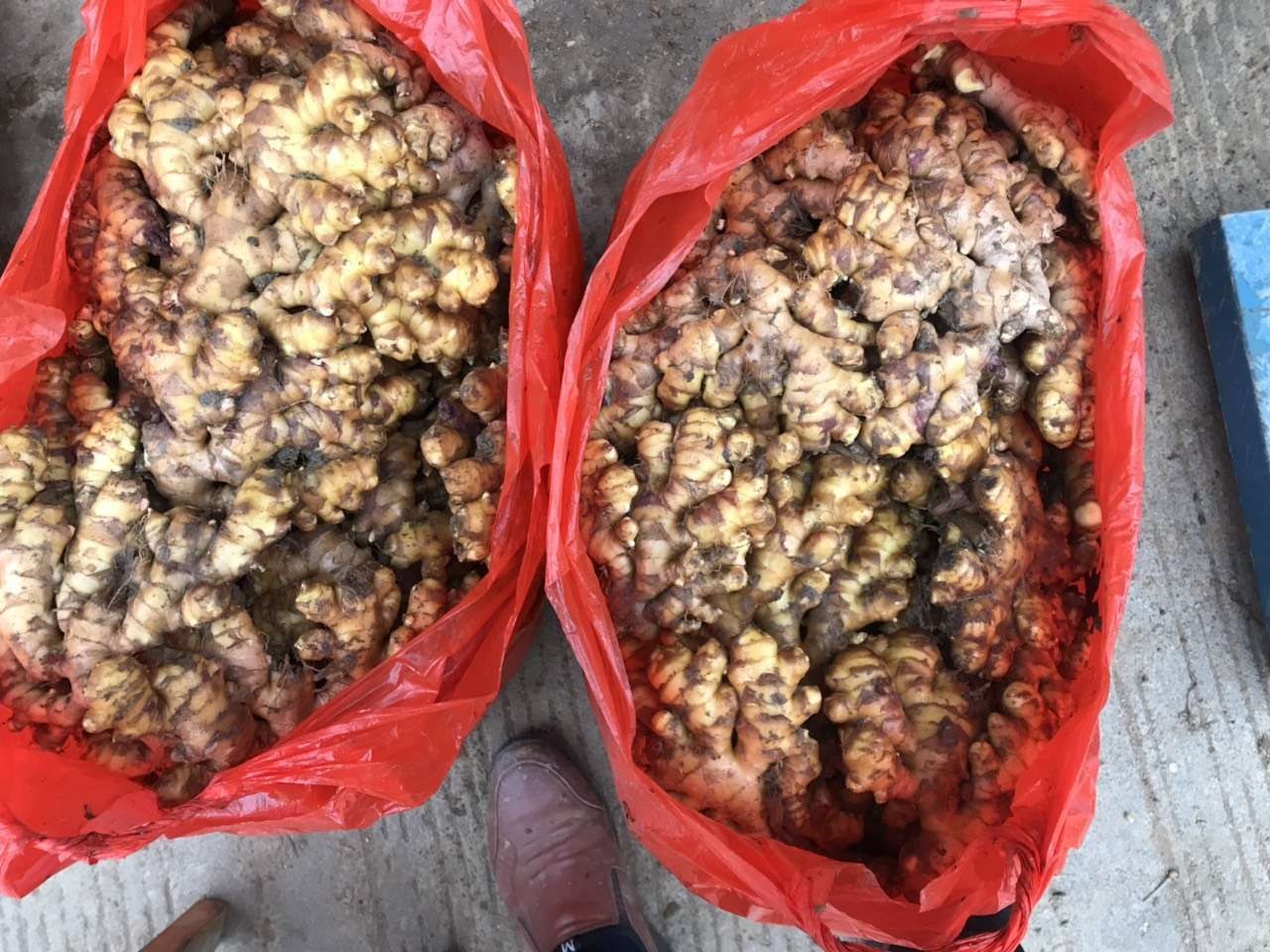 生姜洗发水选购对比图
