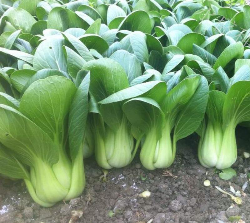 美帝青梗菜种子耐热易捆扎浅绿耐湿高产夏秋季油菜上海青蔬菜