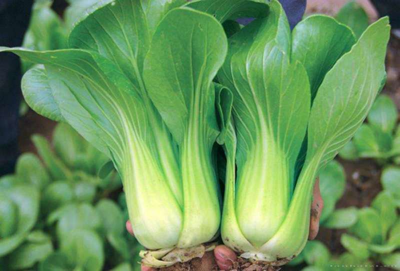 美帝青梗菜种子耐热易捆扎浅绿耐湿高产夏秋季油菜上海青蔬菜