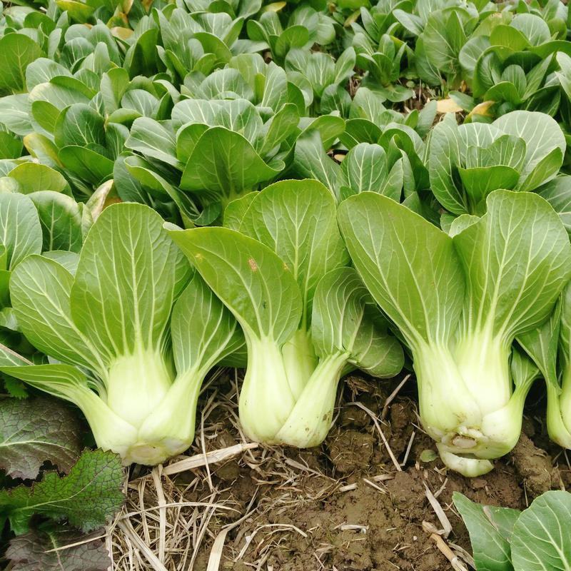 美帝青梗菜种子耐热易捆扎浅绿耐湿高产夏秋季油菜上海青蔬菜
