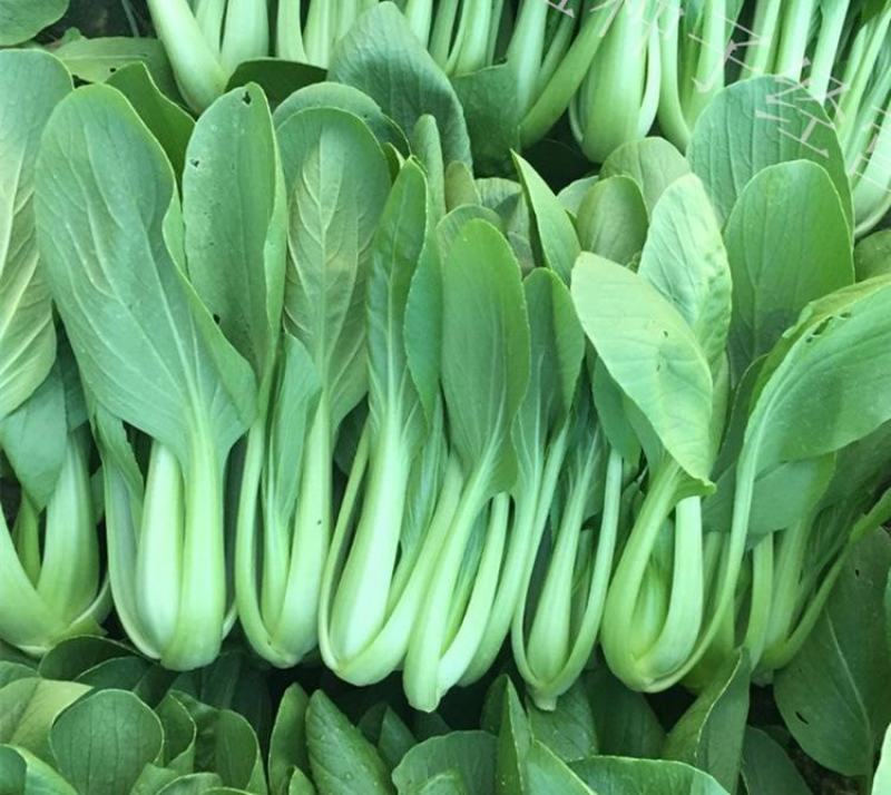 美帝青梗菜种子耐热易捆扎浅绿耐湿高产夏秋季油菜上海青蔬菜