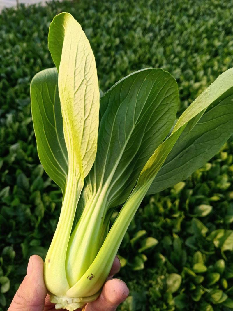 美帝青梗菜种子耐热易捆扎浅绿耐湿高产夏秋季油菜上海青蔬菜