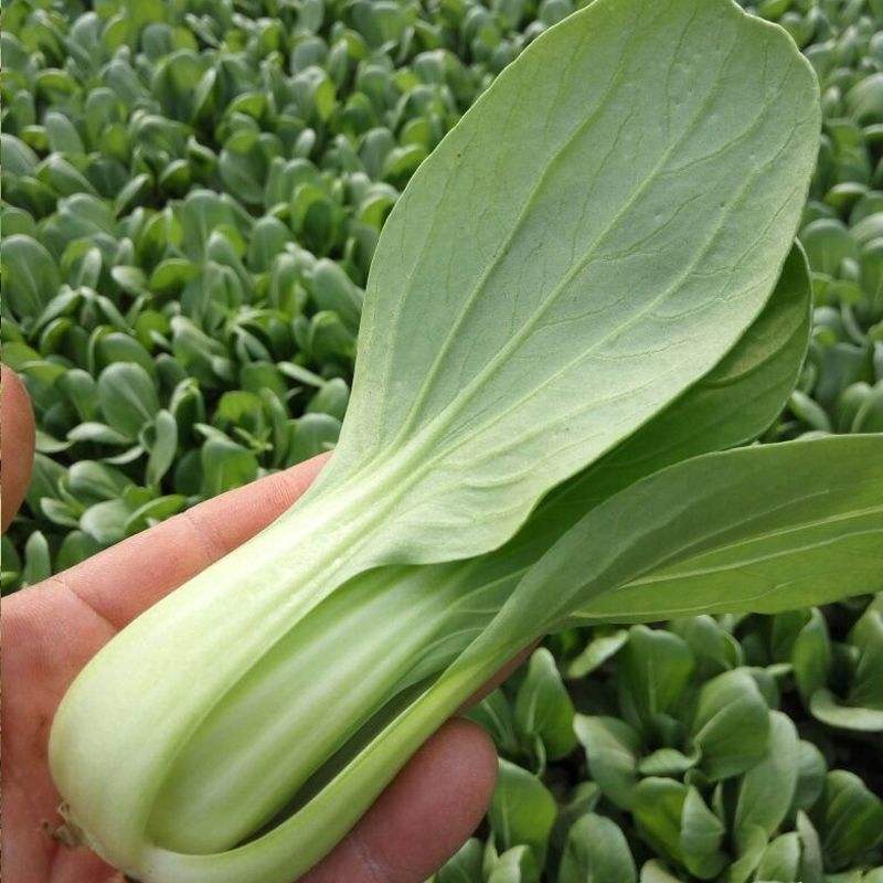 美帝青梗菜种子耐热易捆扎浅绿耐湿高产夏秋季油菜上海青蔬菜