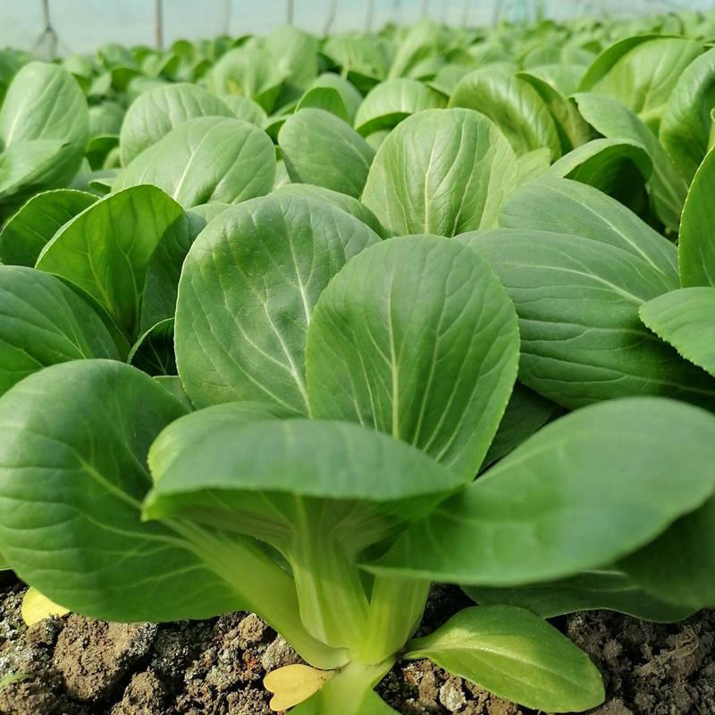 美帝青梗菜种子耐热易捆扎浅绿耐湿高产夏秋季油菜上海青蔬菜