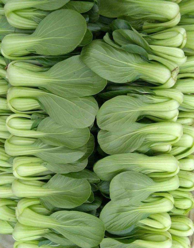 美帝青梗菜种子耐热易捆扎浅绿耐湿高产夏秋季油菜上海青蔬菜
