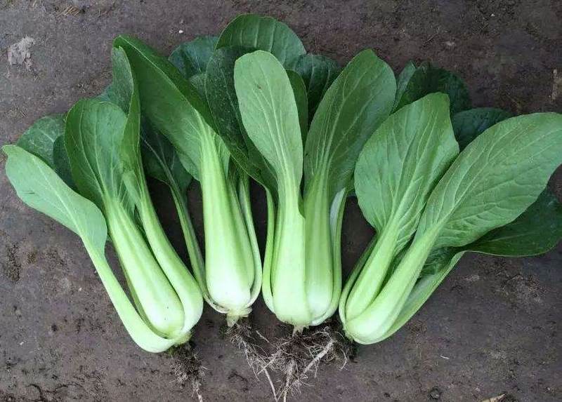 德赛DS99青梗菜青菜籽高产耐热耐雨水夏季上海青油绿青菜