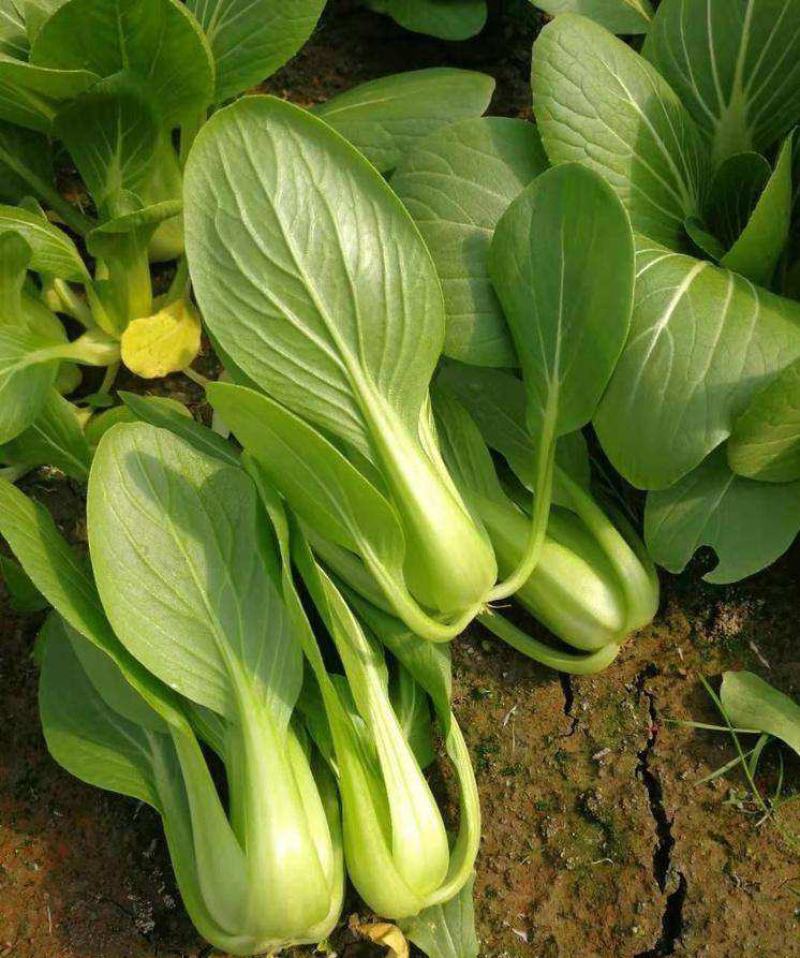 德赛DS99青梗菜青菜籽高产耐热耐雨水夏季上海青油绿青菜