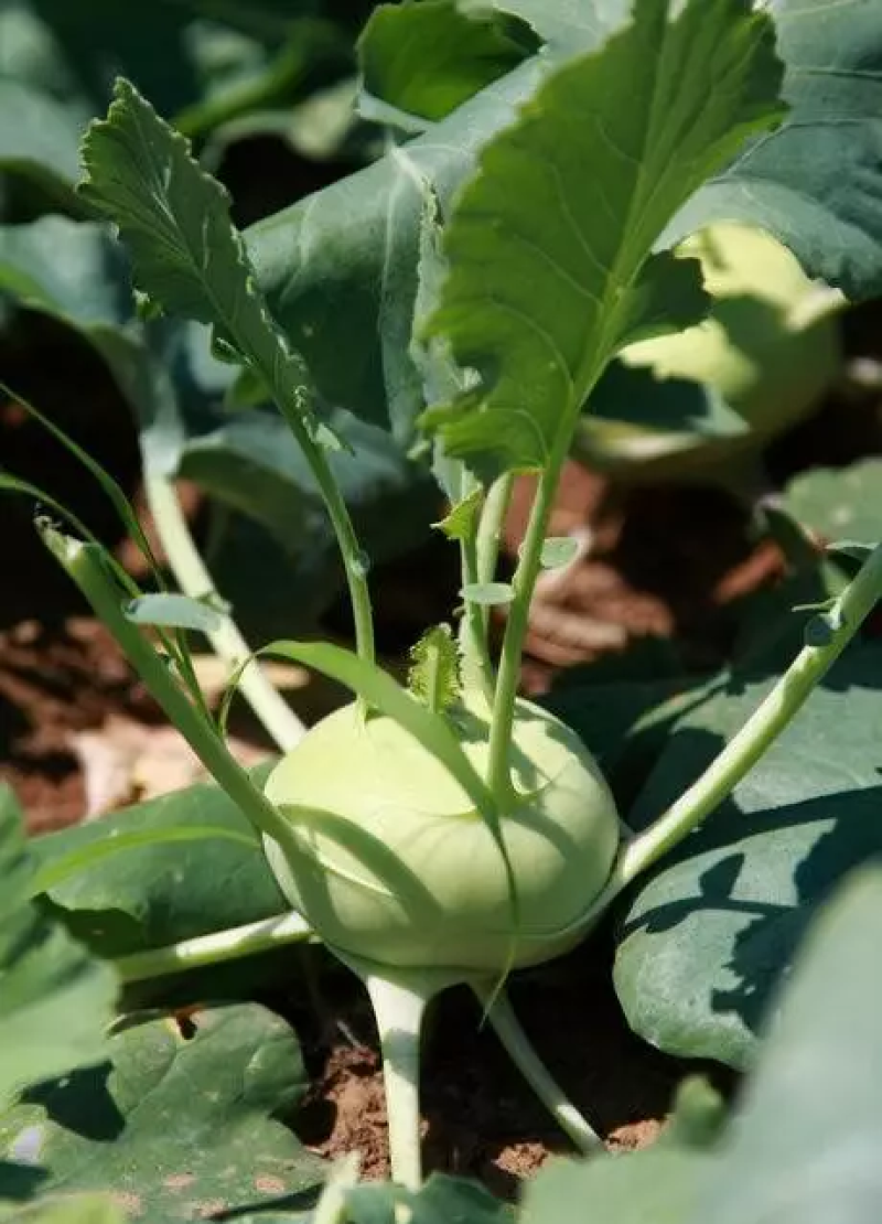 水果苤蓝种子二号早熟甜脆水果丕兰种籽农家春秋季播蔬菜