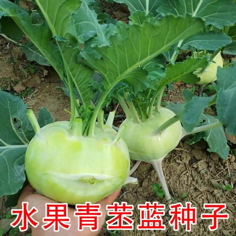 水果苤蓝种子二号早熟甜脆水果丕兰种籽农家春秋季播蔬菜