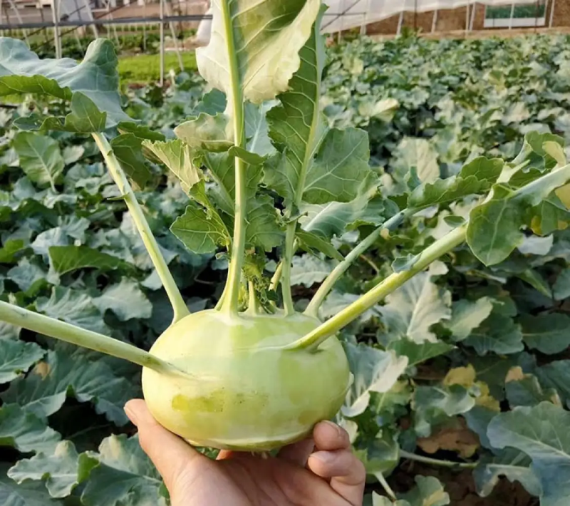 水果苤蓝种子二号早熟甜脆水果丕兰种籽农家春秋季播蔬菜