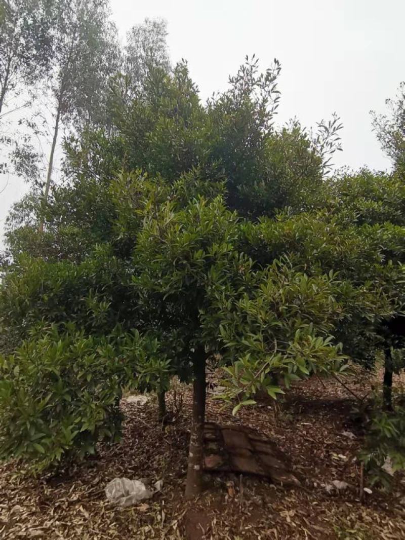 岭南山竹