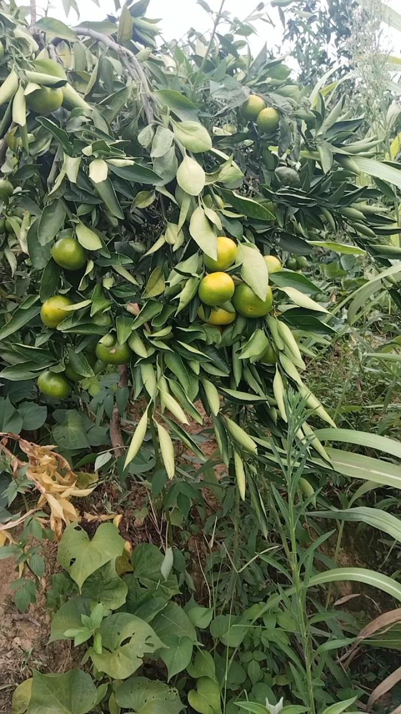 云南高山蜜橘早熟蜜橘