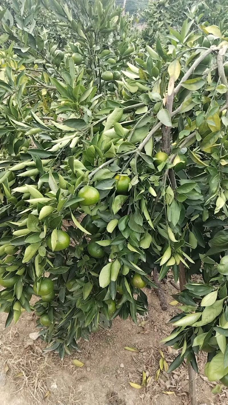 云南高山蜜橘早熟蜜橘