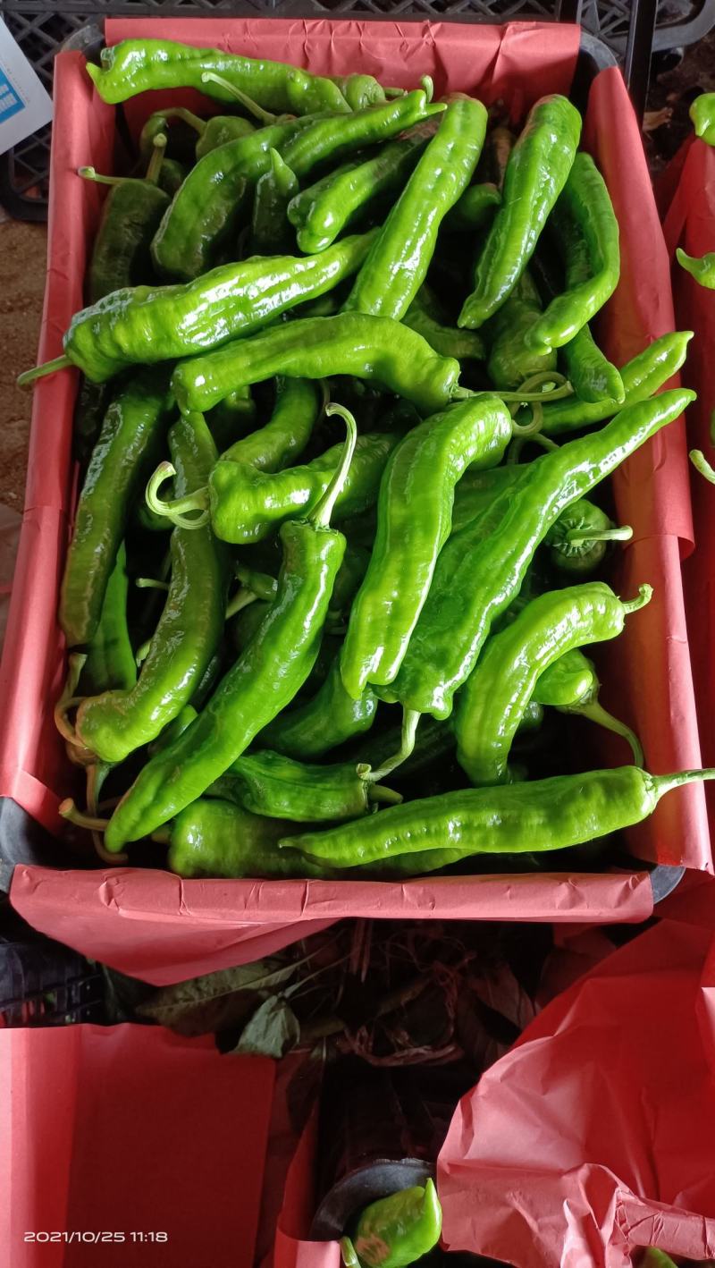 精品301鲜辣椒20至30公分，山东费县，商超电商平台