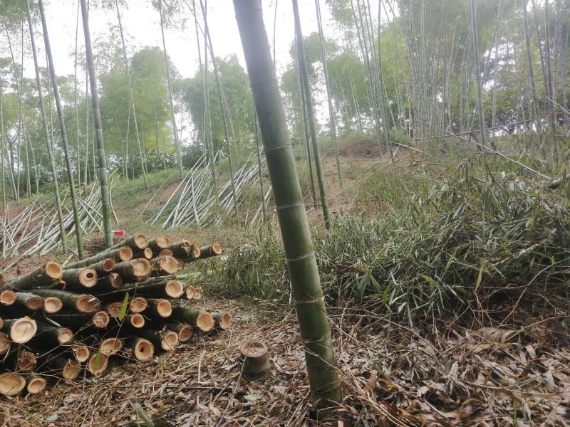 精品毛竹大量出售果撑竹大竹小竹应有尽有