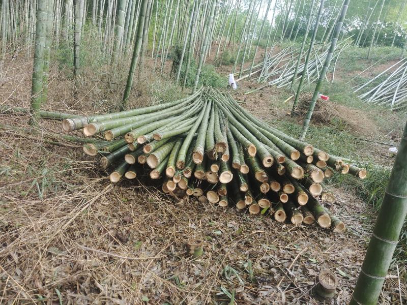 精品毛竹大量出售果撑竹大竹小竹应有尽有
