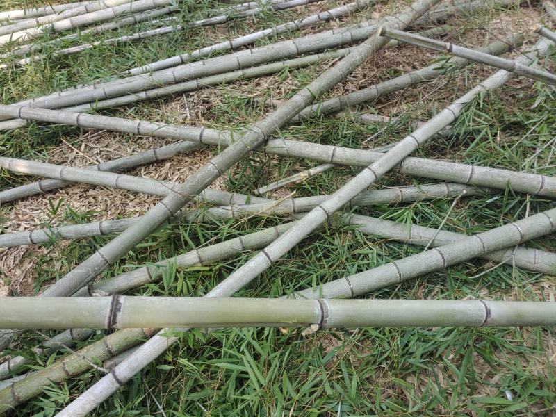 精品毛竹大量出售果撑竹大竹小竹应有尽有