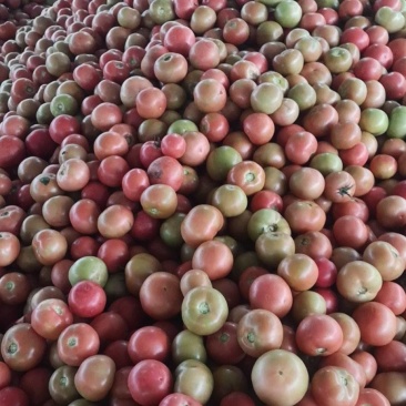 大量露地精品西红柿上市