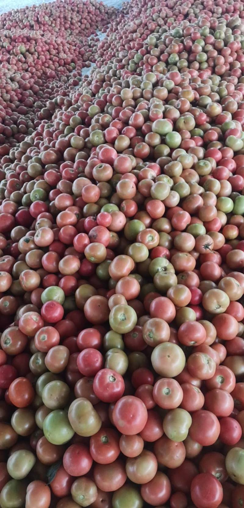 大量露地精品西红柿上市