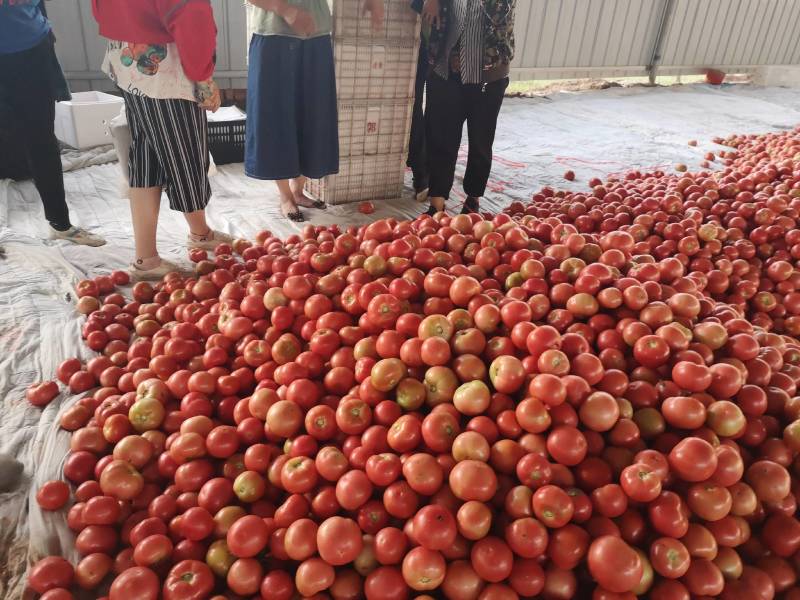 大量露地精品西红柿上市