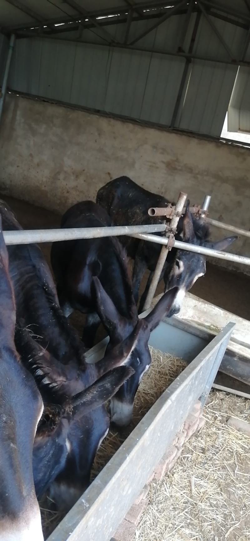 活驴