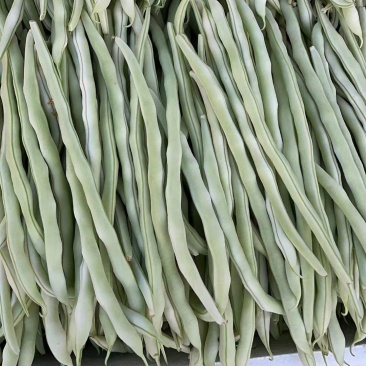 精品豆角