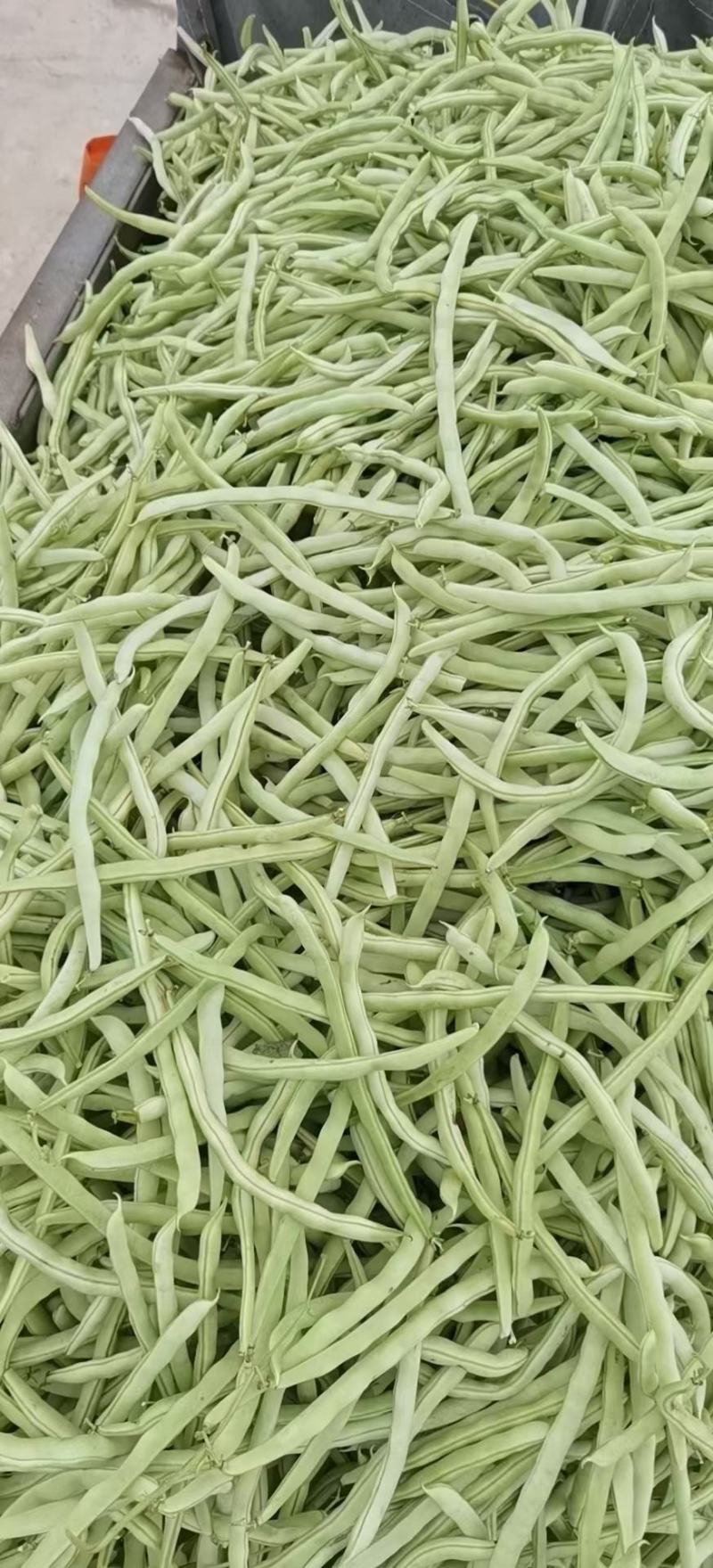 精品豆角