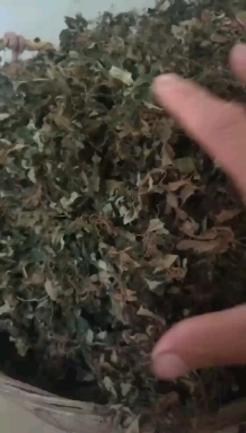 白花地胆头，白背草，白背仔干鲜货都有，质量保证顺丰包邮