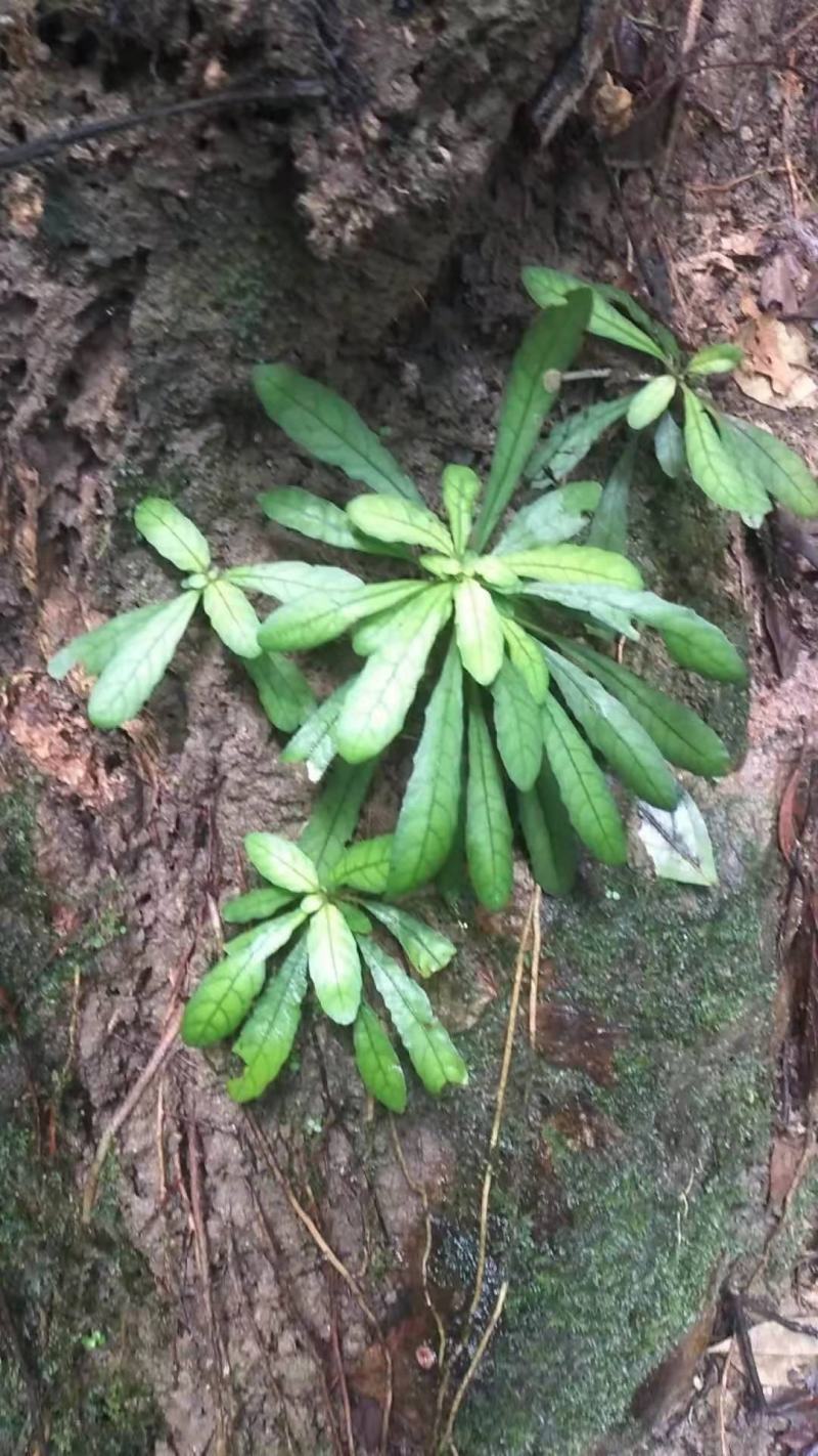 白花地胆头，白背草，白背仔干鲜货都有，质量保证顺丰包邮