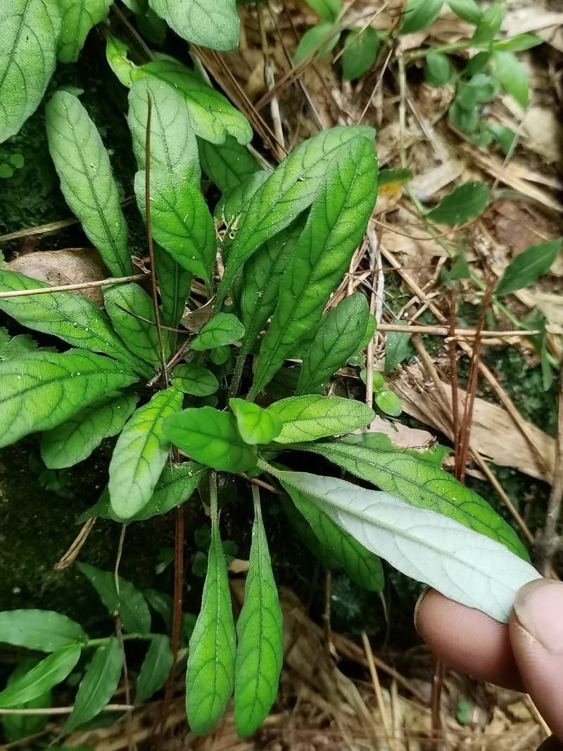 白花地胆头，白背草，白背仔干鲜货都有，质量保证顺丰包邮