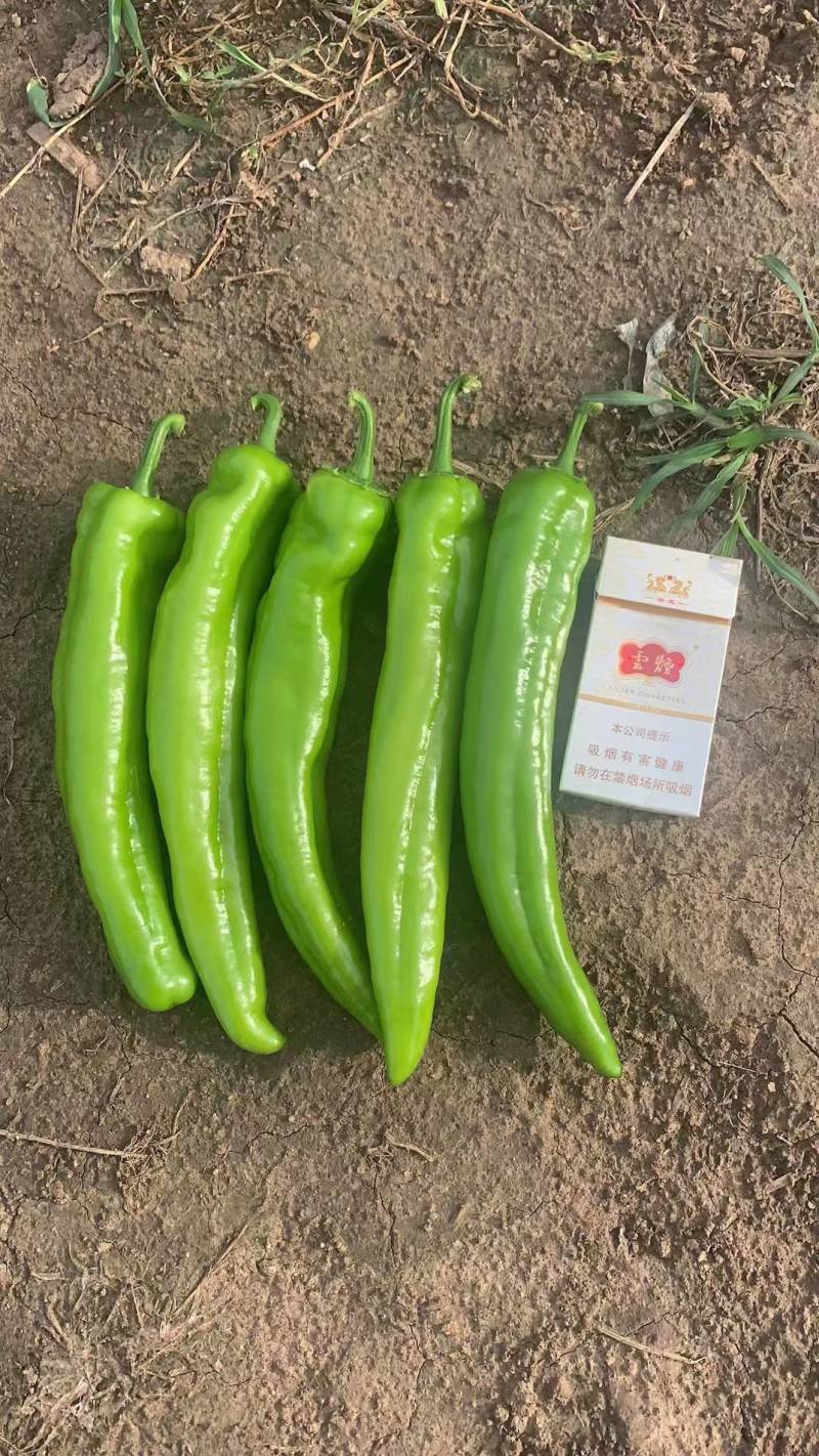 各种鲜辣椒