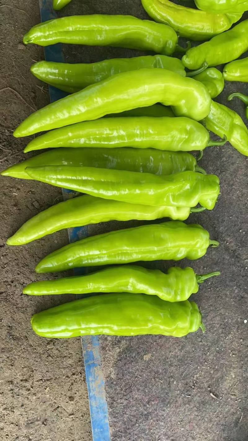 各种鲜辣椒