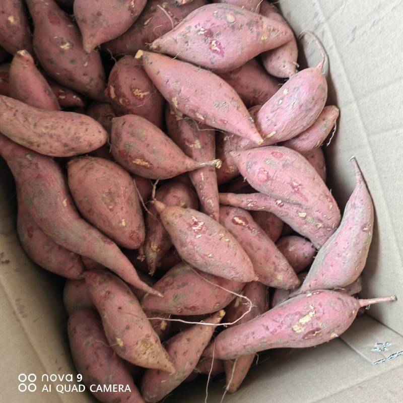 【牛商商家】开封西瓜红蜜薯大量供应欢迎客商来电
