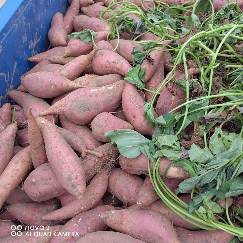 【牛商商家】开封西瓜红蜜薯大量供应欢迎客商来电