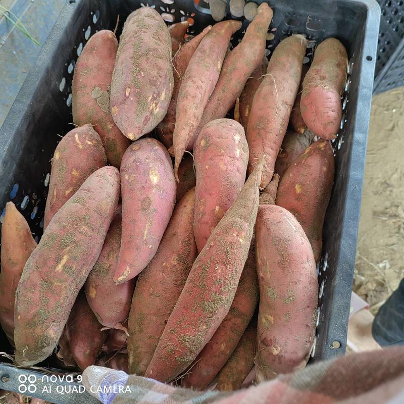 【牛商商家】开封西瓜红蜜薯大量供应欢迎客商来电