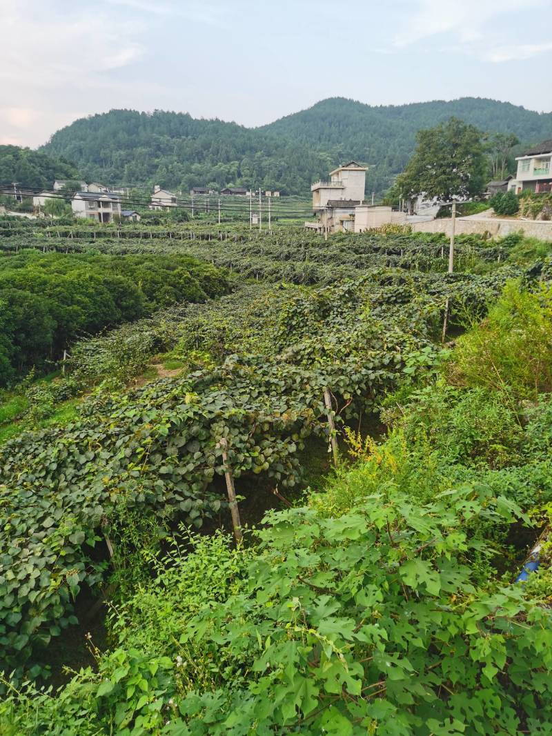 湘西绿心土家猕猴桃