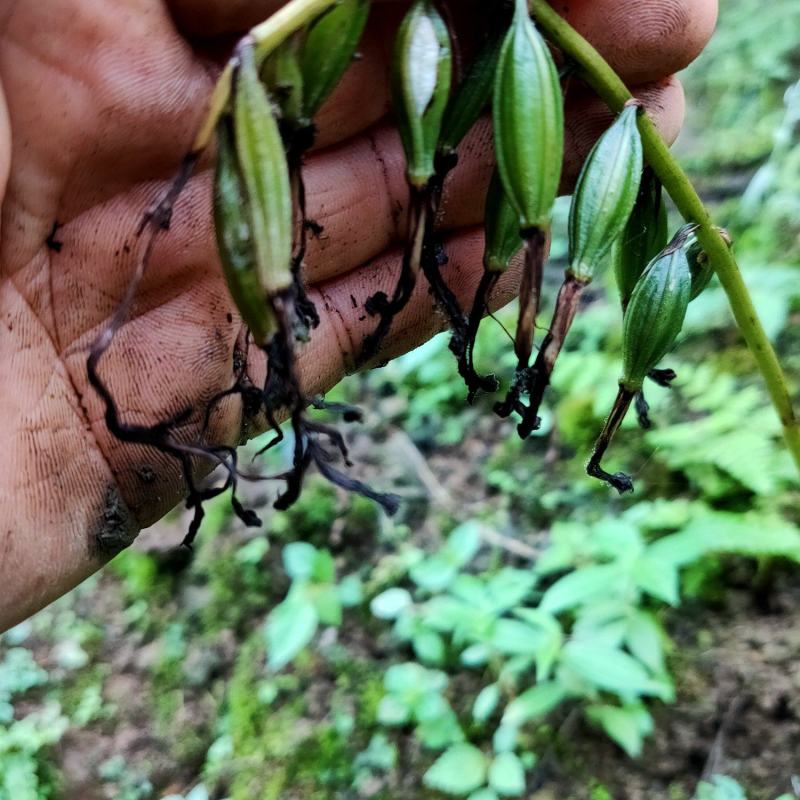 毛慈茹果夹