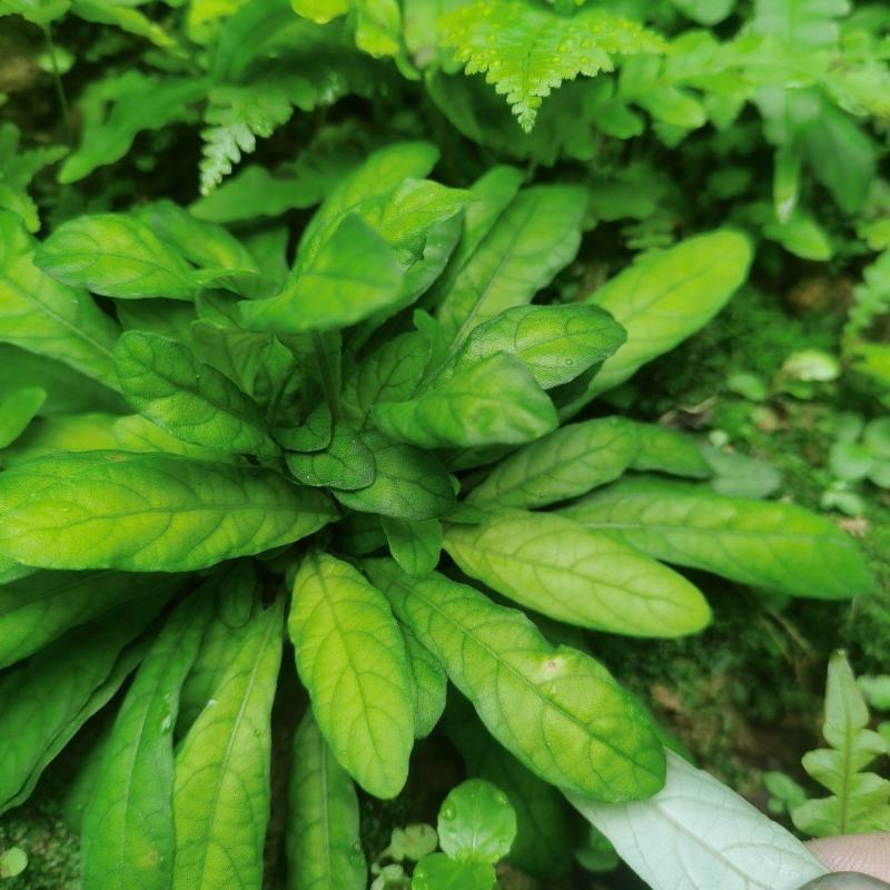 白背草，白背仔，白花地胆头，干鲜货都有省内顺丰包邮