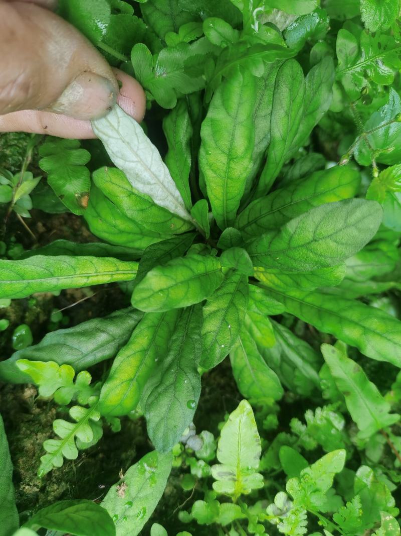 白背草，白背仔，白花地胆头，干鲜货都有省内顺丰包邮