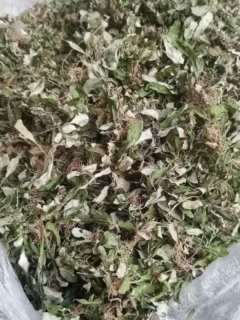 白背草，白背仔，白花地胆头，干鲜货都有省内顺丰包邮