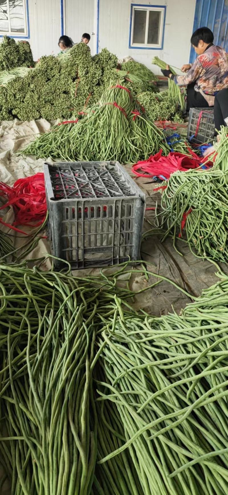 精品】豇豆大量上市产地直供，一手货源，一件代发